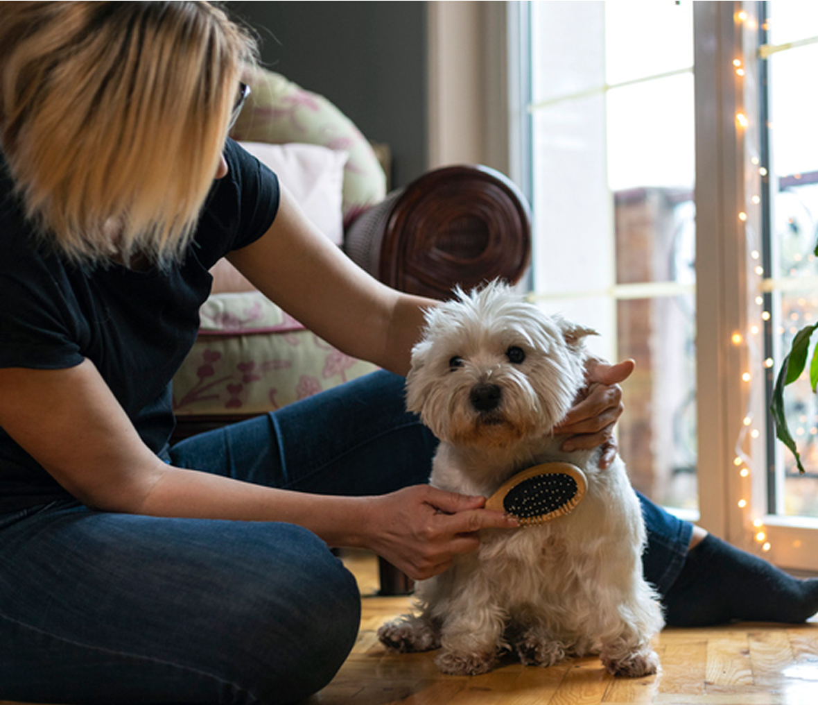 Woman brushing small white dog indoors